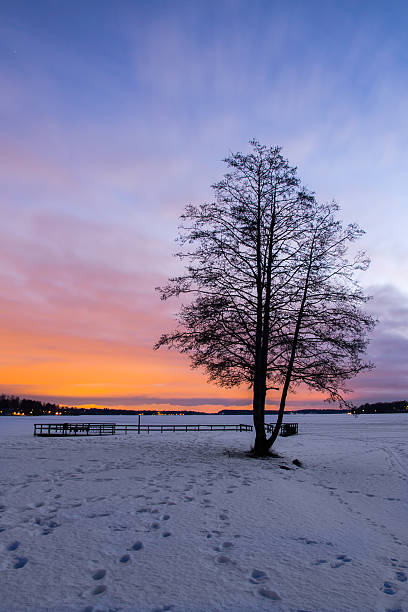 istock Lonely tree at the winter park in the sunset 464475310