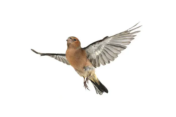chaffinch flight  on a white background