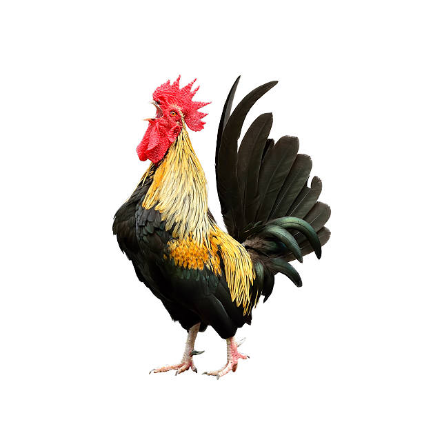 Black and yellow feathered rooster one a white background