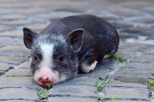 Portrait of little funny black vietnam piglet lying on the ground