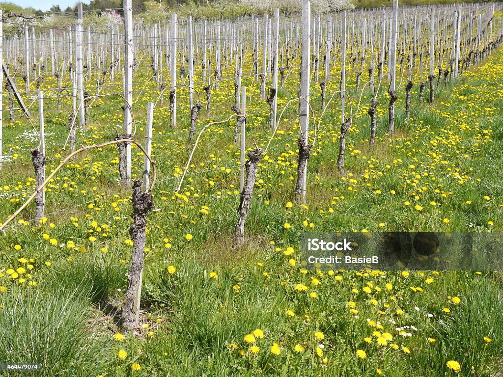 Vineyard im Frühling - Lizenzfrei 2015 Stock-Foto