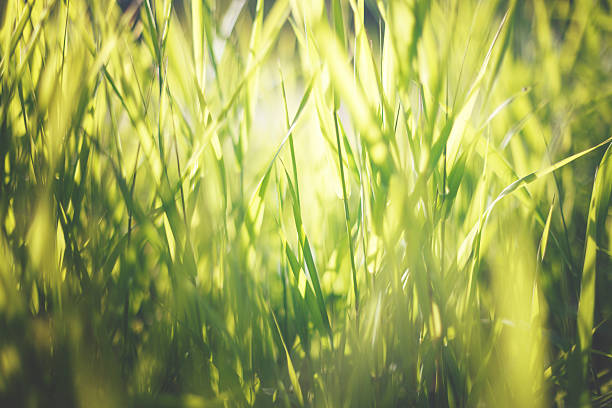 istock Reeds at the water 464479308