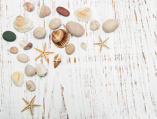 istock background with seashells and starfishes 464479618