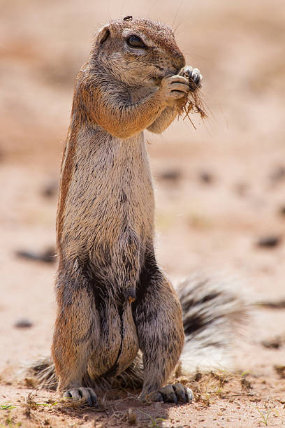 istock Ground squirrel eating grass roots in the hot kalahari 464480230