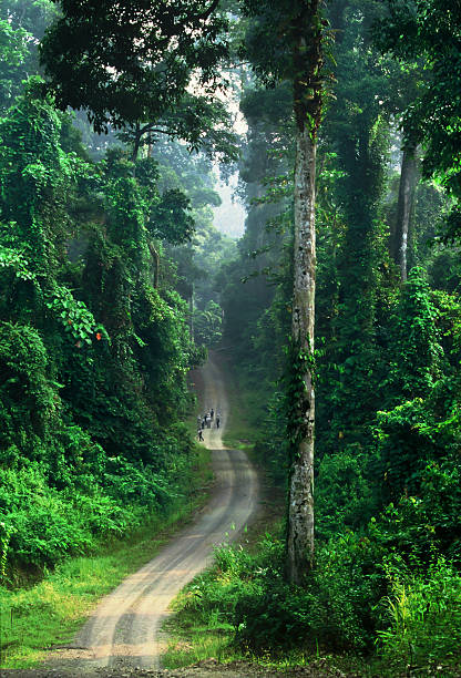 Astonishing rainforest of Borneo