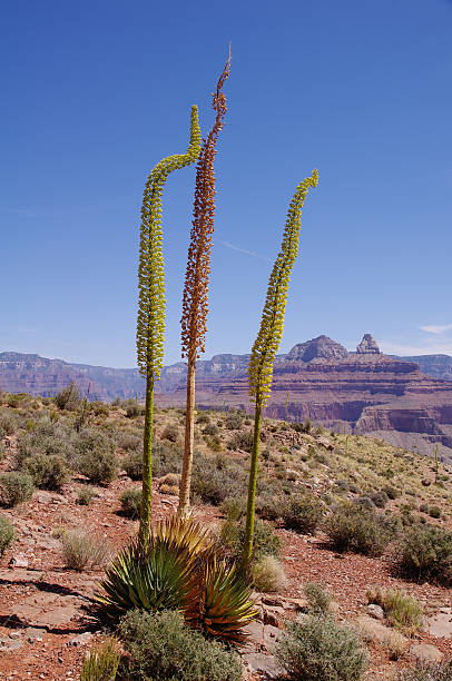 istock Three curved flowers agave in Grand Canyon 464481050