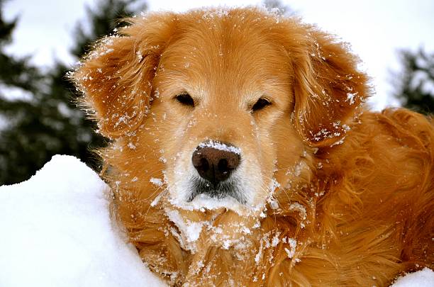 istock snow on my face in NH winter 464481202