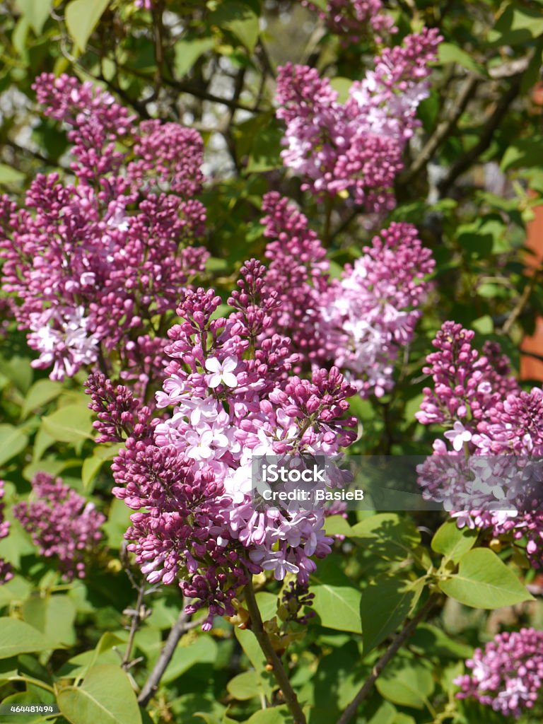 Fliederblüten - Lizenzfrei 2015 Stock-Foto