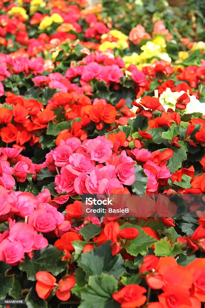 Begonie Blumen - Lizenzfrei 2015 Stock-Foto