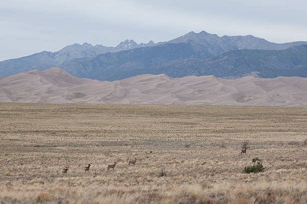 istock Sand Dunes of Colorado 464482576