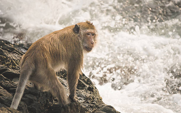 istock Stump-tailed Maqaque at the shore 464485082