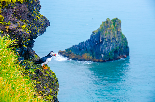 Puffins - the famous bird for iceland