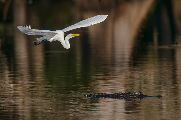 gran de garceta blanca volando sobre cocodrilo - cypress swamp fotografías e imágenes de stock