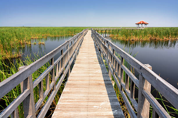 istock Wooden walkway bridge in a swamp 464487456