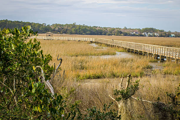 Beauty Of The Carolina Low Country  Low country wetlands and boardwalk in Huntington Beach State Park. tidal inlet stock pictures, royalty-free photos & images