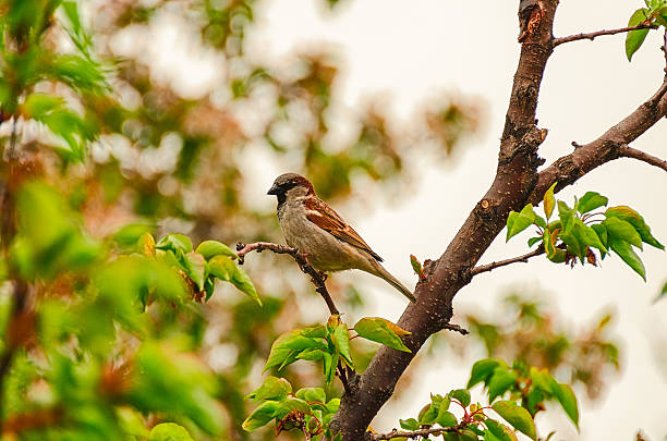 istock Sparrow on a branch of tree 464487908