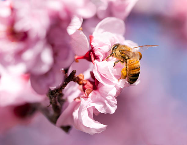 istock Sakura flowers and a bee 464490278