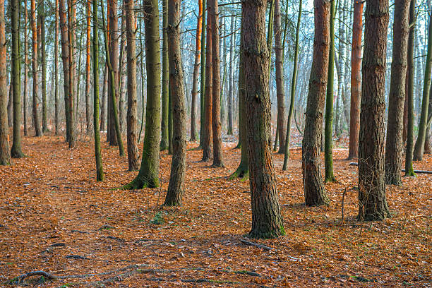 istock beautiful forest landscape in late autumn 464490668