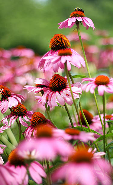 istock Bee sitting on top of pink flower 464492118
