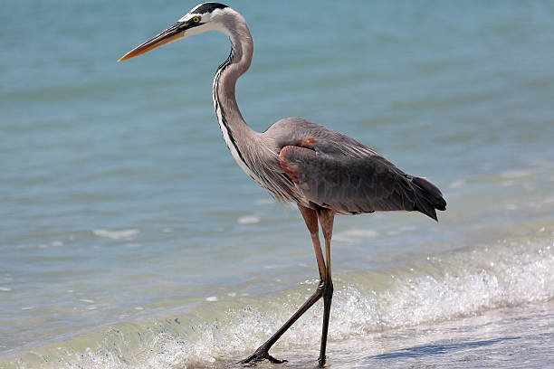 istock Great blue heron, Ardea herodias, standing on water 464492378