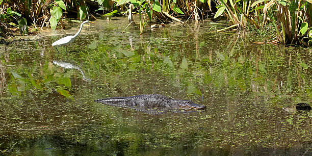 istock Alligator and great egret in the background in a pond 464492720