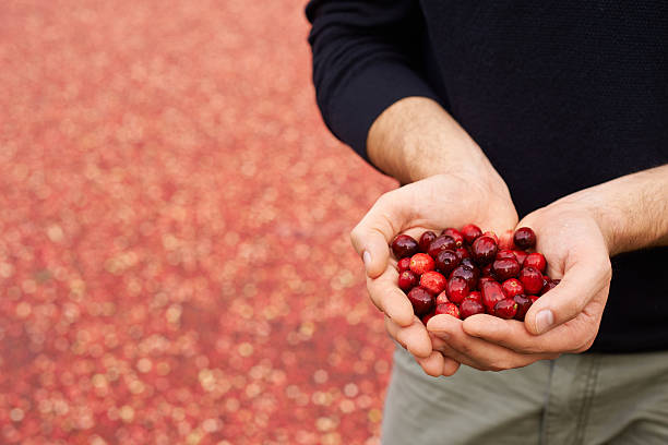 Abundant cranberries in season