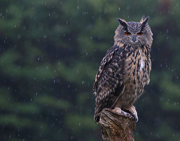 istock Eurasian Eagle Owl Perched in the Rain 464493182