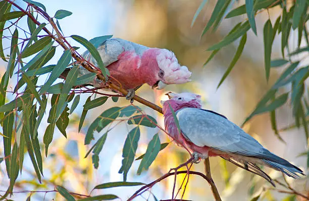 Pink galah feeding young, South Australia.
