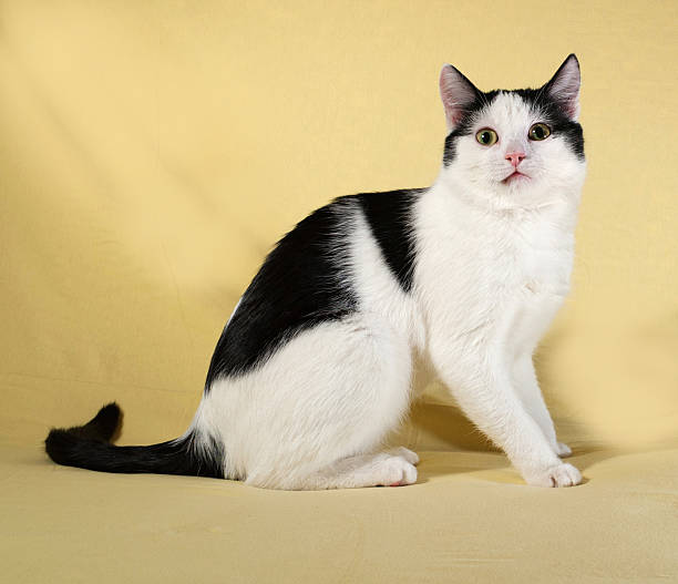 istock White with black spots kitten sitting on yellow 464493814