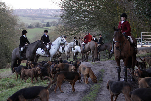 matlock,united kingdom - May 26, 2009: Members of the Four Shires Hunt,based in Derbyshire, UK, out in countryside near Matlock, following a ready made scent cross country. They do not chase foxes