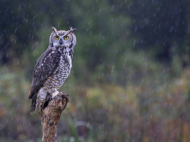 istock Great Horned Owl in the Rain 464498060