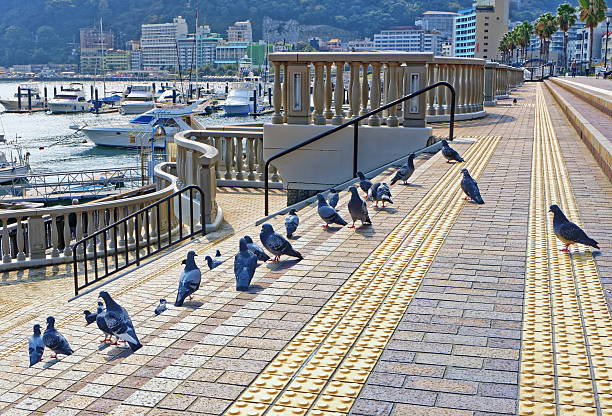 Doves on embankment. Atami city, Shizuoka, Japan