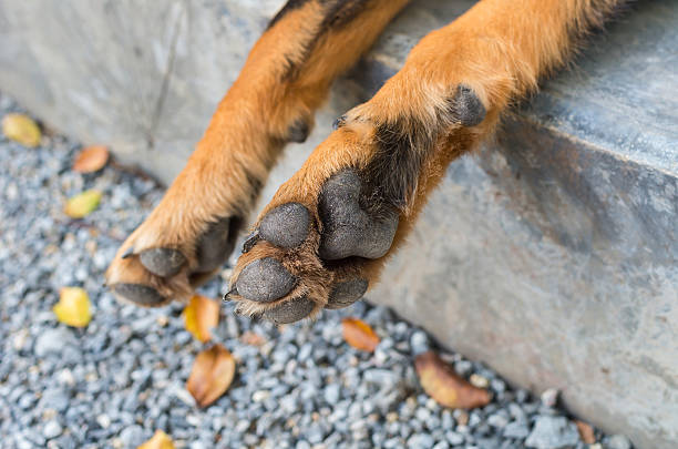 istock Dog feet and legs 464499882