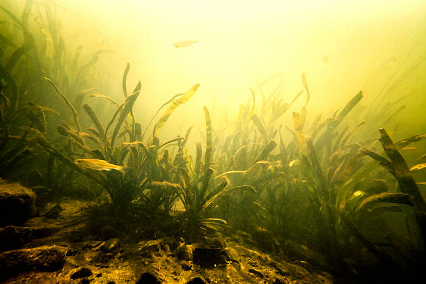 istock Underwater garden in bright sunlight 464502316