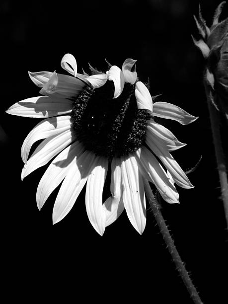 istock High Contrast Black and White Sunflower 464502860