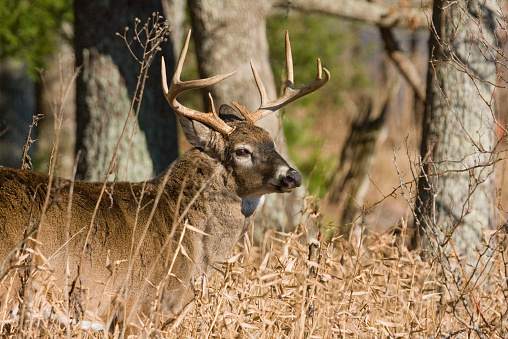 In the fall it is rut time for the white-tailed buck.