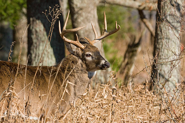 9 Point Buck In the fall it is rut time for the white-tailed buck. white tailed stock pictures, royalty-free photos & images