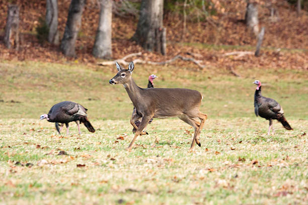 White-tailed Doe A white-tailed doe running through a flock of turkeys. white tailed stock pictures, royalty-free photos & images