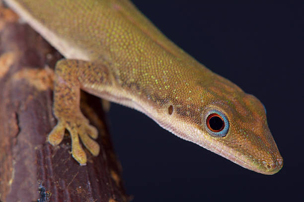 istock Zanzibar day gecko / Phelsuma dubia 464503204
