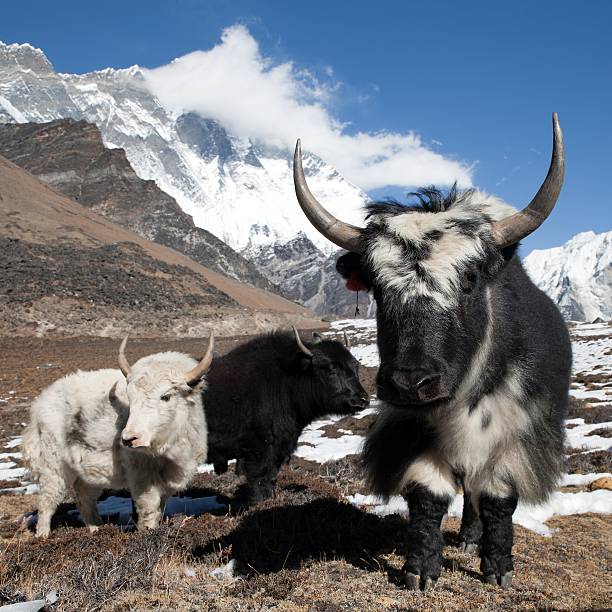 istock Yaks on the way to Everest base camp 464504268