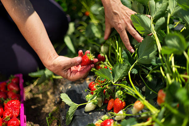istock Picking strawberries out of the field 464504840