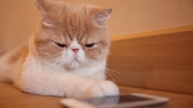 Cute Exotic Shorthair cat with smart phone in the room