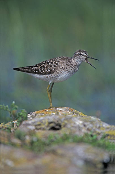 istock Wood sandpiper, Tringa glareola, 464507265