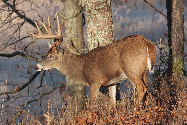 frosty white-tailed buck - mule deer stock-fotos und bilder
