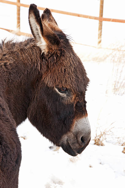 istock Portrait of Donkey with Bangs 464508834
