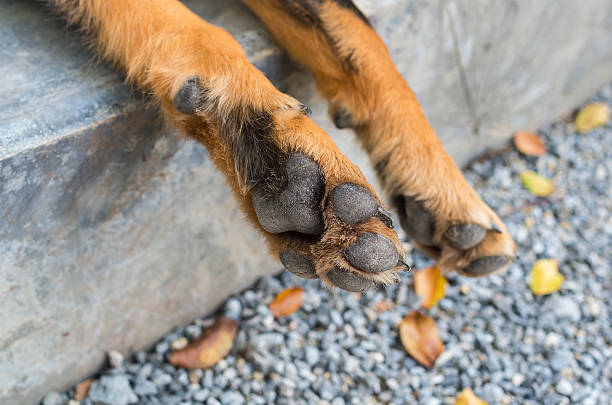 istock Dog feet and legs 464508860