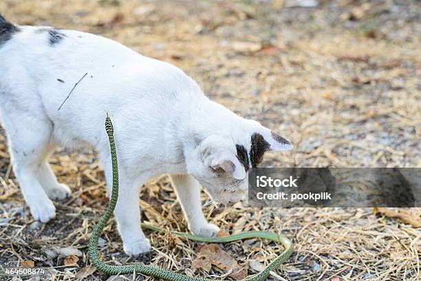 White Cat Fight Green Snake In Untidy Dirty Garden Danger Stock Photo - Download Image Now