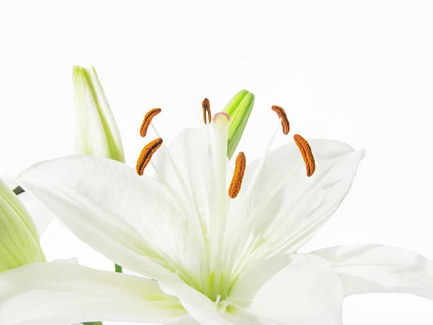 istock bouquet of white lilies 464509593