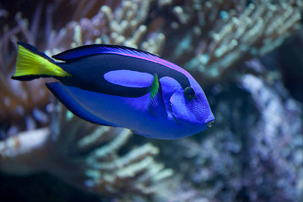 istock Paracanthurus hepatus 464509895
