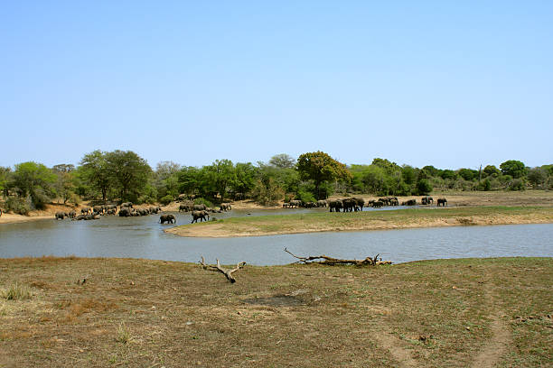 istock Herd of African elephants walking together in a river bend. 464510055